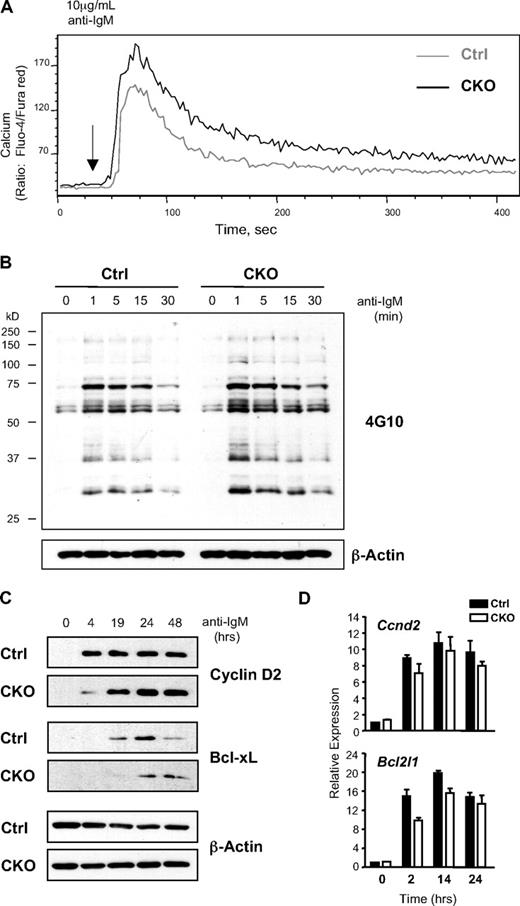 Figure 6. Impaired response to BCR stimulation in Zfx-deficient B cells. (A) The analysis of BCR-induced Ca2+ mobilization in B cells from control and CD19-Cre+ Zfxflox/y CKO mice. Histogram profiles show intracellular Ca2+ flux of splenic B220+ B cells on the addition of anti-IgM. Data are representative of 3 independent experiments. (B) The analysis of proximal signaling events in BCR-stimulated B cells from control and CKO mice. Splenic B cells at the indicated time points after anti-IgM stimulation were analyzed for total tyrosine phosphorylation by Western blotting. Data are representative of 4 independent experiments. (C) The analysis of late signaling events in BCR-stimulated B cells from control and CKO mice. Splenic B cells at the indicated time points after anti-IgM stimulation were probed for cyclin D2 and Bcl-XL protein expression. Data are representative of 3 independent experiments. (D) The expression of Ccnd2 (cyclin D2) and Bcl2l1 (Bcl-XL) transcripts in BCR-stimulated B cells. Shown are normalized expression levels relative to the nonstimulated sample as determined by qPCR (mean ± SD of triplicate reactions).