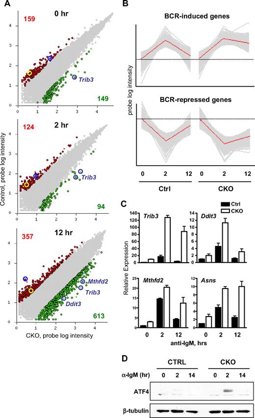 Figure 7. Zfx loss induces integrated stress response in BCR-activated B cells. (A) Differential gene expression in BCR-stimulated B cells from control and CD19-Cre+ Zfxflox/y CKO mice. Sorted FO B cells were stimulated with anti-IgM for 0, 2, or 12 hours and analyzed by microarray expression profiling. Shown is pair-wise comparison of control (Ctrl) and CKO cells at each time point; the scatter plots represent normalized log intensities of individual microarray probe signals. The probes increased or decreased greater than 5-fold in CKO cells are indicated in green and red, respectively, with the number of each probe set indicated. Probes for previously identified Zfx targets 6720467C03Rik and Dis3l are highlighted in yellow and blue circles, respectively. The probes for ISR target genes induced in CKO cells are indicated. (B) Principal component analysis (PCA) of global gene expression in BCR-stimulated FO B cells. Shown are the top principal components in the dataset, with gray lines representing individual probes and red lines representing the average probe intensity in the probe set. The average intensities at the zero time point are indicated by dashed lines for each principal component. (C) The expression of ISR genes in BCR-stimulated FO B cells from control and CD19-Cre+ Zfxflox/y CKO mice. FO B cells were stimulated as in Figure 6A. Shown are normalized expression levels of indicated genes relative to the unstimulated control sample, as determined by qPCR (mean ± SD of triplicate reactions). (D) Expression of ATF4 protein in BCR-stimulated B cells from control and CD19-Cre+ Zfxflox/y CKO mice. Resting B cells were stimulated with anti-IgM for the indicated time points. Whole cell lysates were analyzed by Western blotting for ATF4 and β-tubulin. Data are representative of 3 independent experiments.