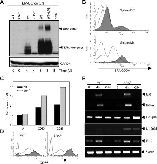 Figure 4. SRA/CD204 dampens TLR4 agonist-stimulated inflammatory response in DCs. (A) Increased SRA/CD204 expression during DC differentiation and activation. BM cell culture in the presence of GM-CSF was analyzed for SRA/CD204 expression by immunoblotting. Day 8 WT BM-DCs were treated with LPS overnight. (B) Increased SRA/CD204 expression in APCs in response to LPS stimulation in vivo. WT mice were challenged with 10 μg of LPS by tail vein injection. Splenic DCs and Mφ were isolated using magnetic beads 48 hours later, and stained for SRA/CD204 expression (broken line, isotype control; solid line, no LPS treatment; gray filled, LPS treatment). (C) Increased up-regulation of costimulatory molecules in SRA−/− splenic DCs. After LPS challenge, splenic DCs were isolated and stained with antibodies for MHC class II and costimulatory molecules. Fold increase in mean fluorescence intensity (MFI) is shown. Data shown are representative of 3 experiments. (D) Representative histogram profiles showing higher levels of CD86 in SRA−/− splenic DCs after LPS stimulation in vivo (open histogram, no LPS treatment; gray histogram, LPS treatment). (E) Enhanced LPS-induced gene transcription of inflammatory mediators in SRA−/− DCs. BM-DCs were stimulated with LPS (100 ng/mL) for 4 hours or overnight. Total RNA was prepared and subjected to RT-PCR analysis using specific primers. β-Actin was used as an internal control.