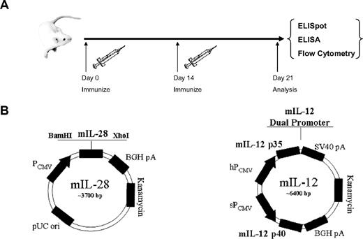 Figure 1. Immunization schedule and plasmid maps. (A) Mice were immunized on day 0 and day 14 with a multiclade HIV Gag construct and with or without adjuvant, followed by electroporation using the CELLECTRA adaptive constant current device after each immunization. On day 21, mice were killed and lymphocytes were isolated and analyzed. (B) Plasmid maps for murine IL-28B and IL-12 constructs.