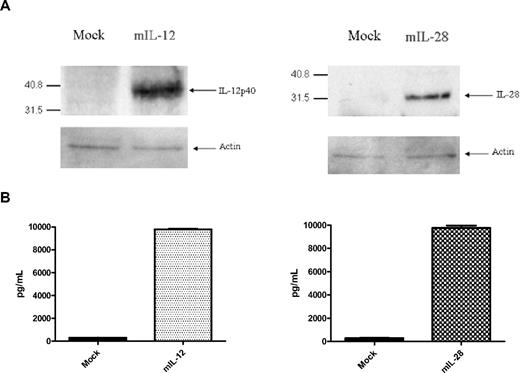 Figure 2. Expression and secretion of murine IL-12 and murine IL-28B in vitro. (A) Western blotting for murine IL-12p40 and murine IL-28 proteins from HEK 293T cell lysates 48 hours after transfection. Mock-transfected cells received empty pVAX vector. (B) ELISAs show secretion of the active IL-12 p35/p40 heterodimer as well as the IL-28 protein into the supernatants of transfected cells.