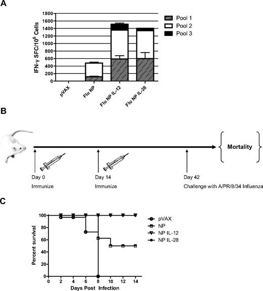 Figure 7. Protection from death in a lethal influenza challenge. (A) Mice (n = 8) were immunized on day 0 and day 14 with the influenza NP construct and with or without adjuvant, followed by electroporation using the CELLECTRA adaptive constant current device after each immunization. (B) IFNγ ELISpot responses were measured on day 21. (C) On day 42, mice were challenge intranasally with 10 LD50 A/PR/8/34, an H1N1 influenza strain. Mortality associated with influenza infection was tracked over the course of 14 days.