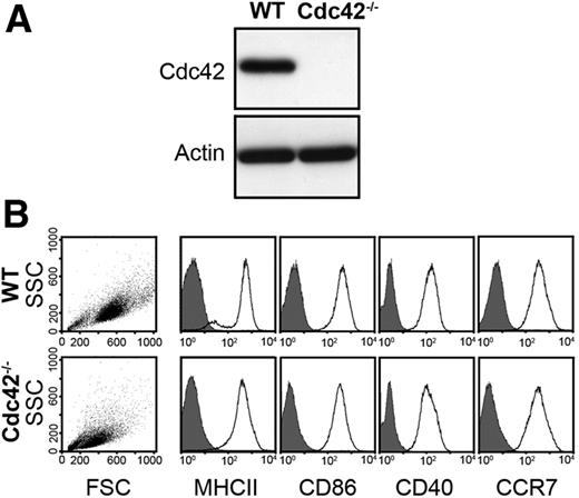 Figure 1. Knockout efficiency and maturation of Cdc42−/− dendritic cells. At day 8 of culture, bone marrow (BM)–derived dendritic cells (DCs) were matured with 200 ng/mL lipopolysaccharide for 24 hours and used for experiments. (A) Cdc42 expression was determined by Western blot analysis of wild-type (WT) and Cdc42−/− DC lysates. Actin expression was used as loading control. Cdc42−/− DCs with no detectable Cdc42 stain were chosen for experiments. (B) Size (dot plots) and maturation (histograms) of WT and Cdc42−/− DCs were analyzed by flow cytometric analysis. Expression of surface maturation markers on DCs (CD11c-positive cells) was detected with PE-labeled antibodies against MHCII, CD40, CD86, and CCR7 (white open curve) and corresponding isotype controls (gray closed curve). Representative result of independent DC cultures derived from BM of 4 WT and 4 Cdc42−/− mice.
