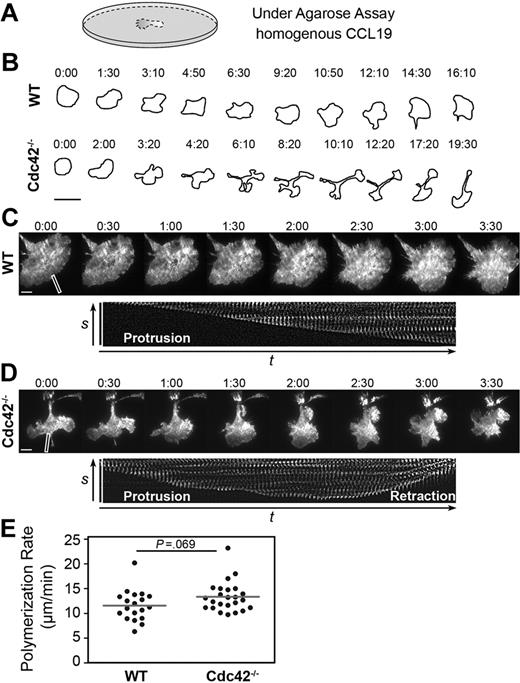 Figure 2. Actin polymerization and coordination at the leading edge of dendritic cells. (A) DCs were injected between a glass coverslip and a layer of agarose containing 2.5 μg/mL CCL19. This experimental setup served for studying the chemokinetic response and actin dynamics of DCs at 37°C, 5% CO2 (in panels B-E). (B) Initial radial spreading, symmetry breaking, and subsequent polarization of DCs was recorded by time-lapse videomicroscopy. Morphology outlines of DCs were obtained by morphometric analysis (MetaMorph). A time sequence of a representative WT and Cdc42−/− DC is shown. Time (minutes:seconds). Scale bar represents 50 μm. Objective: LD A-Plan 20×/0.30 Ph1 (Zeiss). (C,D) WT (C) and Cdc42−/− (D) DCs were transfected with the actin marker lifeact:GFP and actin dynamics observed by TIRF microscopy over time. (Top panels) A time sequence of a representative entire cell is shown. Time (minutes:seconds). Scale bar represents 10 μm. Objective: Plan-FLUAR 100×/1.45 oil (Zeiss). (Bottom panels) Leading edge regions indicated by the white boxes were analyzed for phases of protrusion and/or retraction. After background flattening (MetaMorph), a time-lapse montage over 91 seconds (2 seconds/frame) presents the dynamics at the leading edge. (E) Quantification of the actin polymerization rate at the leading edge by kymograph analysis. Cells were derived from 2 independent BM DC cultures (of both WT and Cdc42−/− mice). Single cells (dots) were analyzed (line: mean, t test, P = .069, WT: n = 19, Cdc42−/−: n = 24).
