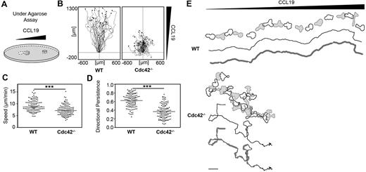 Figure 3. Directed migration of dendritic cells toward a CCL19 gradient in a planar under-agarose assay. (A) Analysis of DC chemotaxis in a planar under-agarose assay. DCs migrate beneath the agarose toward the 1-mm afar attractor hole containing 1.2 μg/mL CCL19. Directed migration at 37°C, 5% CO2 was recorded by time-lapse videomicroscopy and analyzed with ImageJ software (in panels B-E). (B) Tracks of single DCs migrating toward a CCL19 gradient over 3 hours (n = 30 each). WT indicates wild-type. (C) Comparison of velocity (line: median, U test, P < .001) and (D) directionality (line: mean, t test, P < .001) of chemotaxing DCs. Cells were derived from 3 independent BM DC cultures (of both WT and Cdc42−/− mice) and applied to individual experiments. Forty single cells (dots) per experiment were tracked (WT: n = 120, Cdc42−/−: n = 120). ***P < .001. (E) Correlation of morphology and migration tracks of representative single WT and Cdc42−/− DCs migrating along a CCL19 gradient. The top track shows outlines of DC morphology over time (WT: 82 minutes, Cdc42−/−: 177 minutes). Morphology outlines of DCs were obtained by morphometric analysis (MetaMorph). The middle track (black line only) represents the migration track, whereas the bottom track indicates migration phases with instantaneous velocities over a threshold speed of 7 μm/minutes (gray shaded). Scale bar represents 50 μm. Objective: A-Plan 10×/0.25 Ph1 (Zeiss).