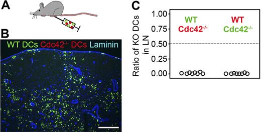 Figure 4. Analysis of in vivo dendritic cell migration from the skin via the lymphatic vessels to the lymph node. (A) Wild-type and Cdc42−/− DCs were labeled with TAMRA (red) or Oregon Green 488 (green), and a 1:1 mixture was injected subcutaneously into the hind footpads of C57BL/6 mice and arrival in the popliteal lymph node (LN) was analyzed 48 hours later. (B) Immunofluorescence microscopy (Axio Imager; Zeiss) of 12-μm-thick LN cryosections. Counterstaining against laminin (Cy5, blue) distinguishes B-cell follicles (B) and T-cell cortex (T). Scale bar represents 200 μm. Objective: EC Plan-NEOFLUAR 10×/0.3 (Zeiss). (C) Quantification of immunofluorescence analysis. Three different layers of the T-cell cortex of each LN were documented and quantified by morphometric analysis (MetaMorph). Dotted line at 0.5: 50% of DCs that migrated into the LN are Cdc42−/− DCs. Circles indicate single experiments (1 LN).