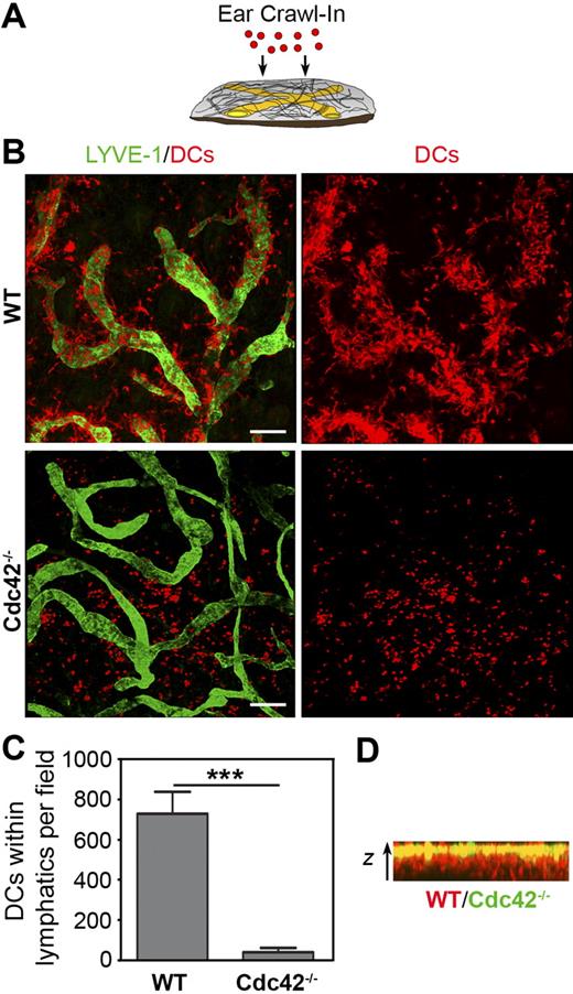 Figure 5. Analysis of ex vivo dendritic cell migration in a dermal ear explant. (A) Ears of C57BL/6 mice were separated into halves and mature DCs placed on top of the dermis. Two hours after addition of TAMRA-labeled DCs (red dots) and incubation at 37°C, 5% CO2, entry of DCs into deep lymphatics was analyzed (in panels B-D). (B top row) Wild-type and (bottom row) Cdc42−/− DCs were placed on dermal ear explants in separate experiments. One percent PFA-fixed ear sheets were counterstained with anti–LYVE-1 antibody (green) to detect lymphatic vessels in the dermis. The images represent merged z-stacks (WT: 18 planes, 1.1 μm z-steps; Cdc42−/−: 24 planes, 1.3 μm z-steps) obtained by confocal microscopy (Leica DMIRE2). Scale bars represent 100 μm. Objective: HCX PL APO/40×/1.25-0.75 oil (Leica). (C) Quantification of immunofluorescence analysis. Cells were derived from 2 independent BM DC cultures (of both WT and Cdc42−/− mice). Single DC cultures were applied to 3 C57BL/6 ears, confocal z-stacks 3-dimensional (3D) reconstructed, and the number of DCs within lymphatics calculated by morphometric analysis (mean ± SD; t test, P < .001, WT: n = 6, Cdc42−/−: n = 6). ***P < .001. (D) Side view of the ear dermis (z = 50 μm) after addition of a 1:1 mixture of WT (red) and Cdc42−/− (green) DCs.