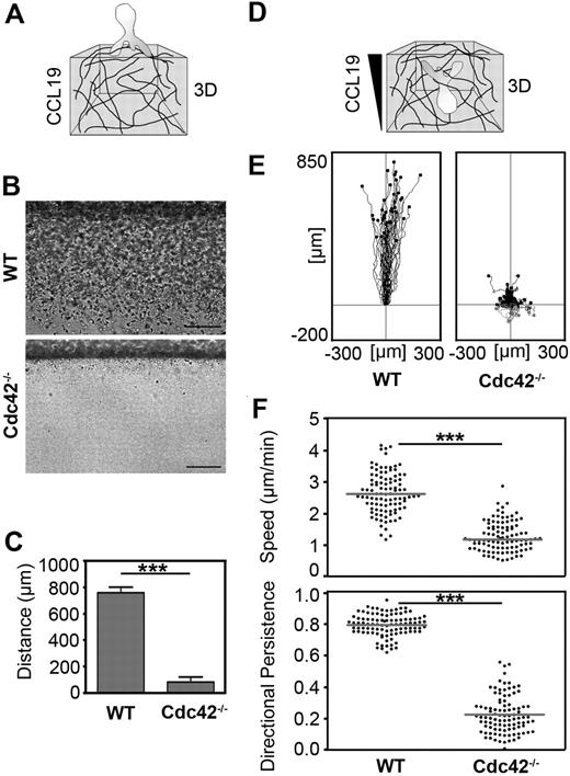Figure 6. Directed migration of dendritic cells toward a CCL19 gradient in 3D collagen gels. (A) Three-dimensional in vitro setup to study DC tissue invasion (in panels B,C). DCs were layered on top of a polymerized 1.6 mg/mL collagen gel containing 2.5 μg/mL CCL19 and incubated at 37°C, 5% CO2. After 8 hours, DC invasion into the gel was analyzed. (B) Images of WT and Cdc42−/− DC invasion were obtained by bright-field microscopy (inverted Axiovert 40; Zeiss). Scale bar represents 200 μm. Objective: A-Plan 10×/0.25 Ph1 (Zeiss). (C) Cells were derived from 2 independent BM DC cultures (of both WT and Cdc42−/− mice). Single DC cultures were applied on top of 6 collagen gels and the distance of DC migration into the gel was measured (mean ± SD, t test, P < .001, WT: n = 12, Cdc42−/−: n = 12). ***P < .001. (D) Three-dimensional in vitro setup to study DC interstitial migration. DCs were added to 1.6 mg/mL collagen, followed by fiber assembly for 30 minutes at 37°C. Polymerized gels were overlaid with 0.6 μg/mL CCL19. DC migration at 37°C, 5% CO2 was recorded for 4 hours by time-lapse videomicroscopy and analyzed with ImageJ software (in panels E,F). (E) Tracks of single DCs migrating toward a CCL19 gradient in 3D (n = 40 each). (F) Comparison of velocities (line: median, U test, P < .001) and directionality (line: mean, t test, P < .001) of DCs chemotaxing in 3D collagen matrices. Cells were derived from 2 independent BM DC cultures (of both WT and Cdc42−/− mice) and applied to individual experiments. Fifty single cells (dots) per experiment were tracked (WT: n = 100, Cdc42−/−: n = 100). ***P < .001.