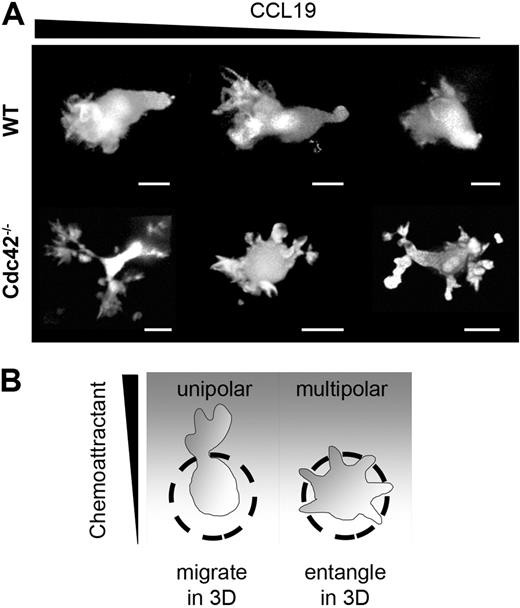 Figure 7. Morphology of migrating dendritic cells in 3D collagen gels and concluding scheme. (A) TAMRA-labeled DCs were added to 1.6 mg/mL collagen, followed by fiber assembly for 30 minutes at 37°C. Polymerized gels were overlaid with 0.6 μg/mL CCL19. After 60 minutes, snapshots of DCs migrating at 37°C, 5% CO2 in the 3D collagen gel toward CCL19 were obtained by spinning disc confocal microscopy. DC morphologies result from 3D reconstruction of confocal stacks (MetaMorph) and Surpass processing with Imaris software. Scale bars represent 5 μm. Objective: Plan-APOCHROMAT 40×/0.95 Korr oil (Zeiss). (B) Concluding scheme about the decisive role of coordinated actin protrusions for leukocyte migration in complex 3D environments.