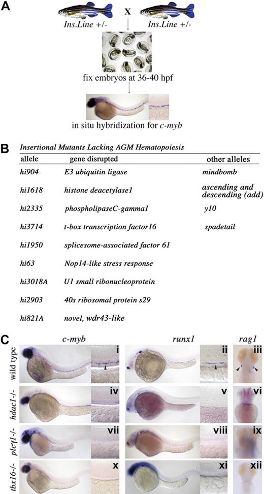 Figure 1. A genetic screen in zebrafish defines 9 essential genes for HSC emergence. (A) Screening strategy. Heterozygous adults from each insertional (ins.) mutant line were crossed, embryos raised until 36 to 40 hpf of development, fixed in paraformaldehye, and processed by in situ hybridization for c-myb expression in the AGM. (B) Table listing the hi alleles uncovered in the screen, the gene disrupted in each line, and previously isolated alleles. (C) Whole-mount in situ hybridization for c-myb, runx1, and rag1 transcripts in wild-type, hdac, plcg1, and tbx16 mutant animals. (Columns 1 and 2) Lateral views, anterior left; 36 to 40 hpf; low magnification (original magnification ×10) and higher magnification (original magnification ×40) of the trunk region. HSC gene expression in the AGM is indicated by ➤ in subpanels i and ii. (Column 3) Dorsal view, anterior up; 4 dpf; bilateral rag1 expression in thymi is indicated by ➤ in subpanel iii.
