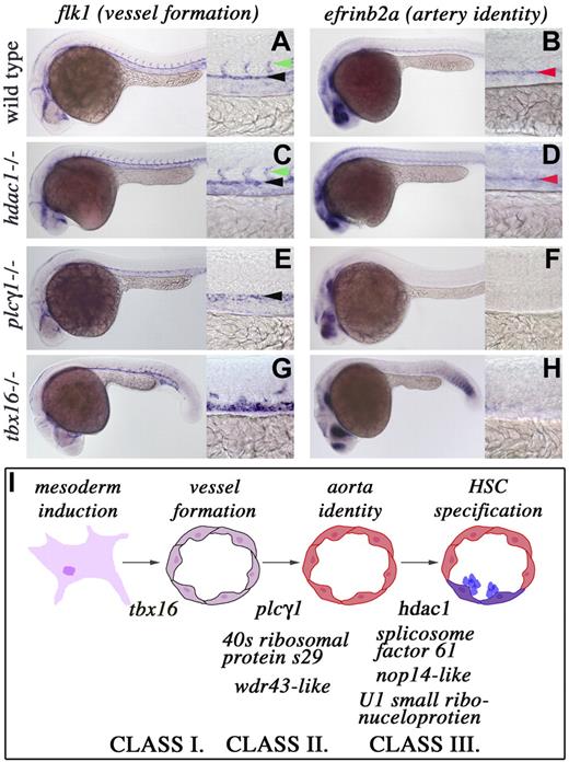 Figure 2. Classification of the stages required for HSC emergence. Whole-mount in situ hybridization for flk1 and efrinb2a transcripts in wild-type, hdac, plcg1, and tbx16 mutant animals. (A-H) Lateral views, anterior left; 24 to 28 hpf; low magnification (original magnification ×10) and higher magnification (original magnification ×40) of the trunk region. (Column 1) flk1 gene expression in the dorsal aorta is indicated by black arrowheads, and intersomitic vessels are marked with green arrowheads. (Column 2) efrinb2a transcripts are highlighted with red arrowheads. (I) Stages required for HSC induction with the genes listed under each arrow that are needed for the transition to occur.