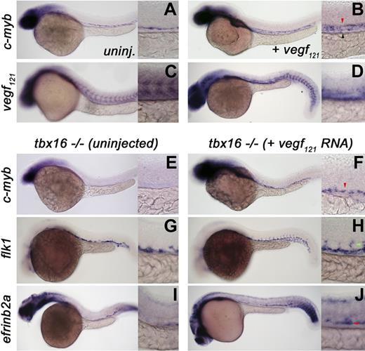 Figure 3. The Vegf pathway functions downstream of tbx16 in HSC specification. Whole-mount in situ hybridization of embryos between 36 and 40 hpf (c-myb expression) or approximately 28 hpf (vegf, flk1, or efrinb2a). Red arrowheads represent arterial expression of HSC markers; green arrowheads, intersomitic vessels. Lateral views, anterior left; low magnification (original magnification ×10) and higher magnification (original magnification ×40) of the trunk region. (A,B) Injection of approximately 40 pg vegf121 RNA into wild-type embryos expands c-myb–positive HSCs. (C,D) vegf expression in wild-type (C) and tbx16−/− mutants (D). (E-J) Uninjected (E,G,I) or vegf injected (F,H,J) tbx16 mutant embryos showing substantial rescue of c-myb, flk1, and efrinb2a in the trunk.
