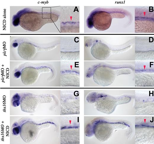 Figure 4. Genetic interaction of the tbx16, plcγ1, and notch signaling pathways for the induction of HSCs. Whole-mount in situ hybridization of embryos between 36 and 40 hpf. Embryo manipulation, genotype, and probes used are described for each panel. Red arrowheads denote arterial expression of HSC markers. Lateral views, anterior left; low magnification (original magnification ×10) and higher magnification (original magnification ×40) of the trunk region. After heat shock (“Methods”), NICD expands c-myb and runx1 expression in wild-type embryos (A,B). NICD rescues c-myb and runx1 expression in tbx16 morphants (C-F) and plcγ1 morphants (G-J).