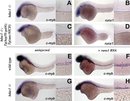 Figure 5. hdac1 acts between notch and runx1 in HSC specification. Whole-mount in situ hybridization of embryos between 36 and 40 hpf. Embryo manipulation, genotype, and probes used are described for each panel. Red arrowheads represent arterial expression of HSC markers; blue arrowhead, venous expression of HSC markers. Lateral views, anterior left; low magnification (original magnification ×10) and higher magnification (original magnification ×40) of the trunk region. Overexpression of NICD does not rescue the hdac−/− HSC phenotype (A-D). After heat shock (“Methods”), control hdac1 mutant siblings and hdac1−/−;Tg(hsp70:gal4);Tg(uas:nicd) embryos fail to induce c-myb (A) or runx1 (B) expression, whereas Tg(hsp70:gal4);Tg(uas:nicd) embryos show expanded c-myb and runx1 expression (Figure 3A,B). Overexpression of runx1 RNA expands c-myb–expressing cells in wild-type (compare panel F with panel E) and partially suppresses the hdac−/− HSC phenotype (G,H).