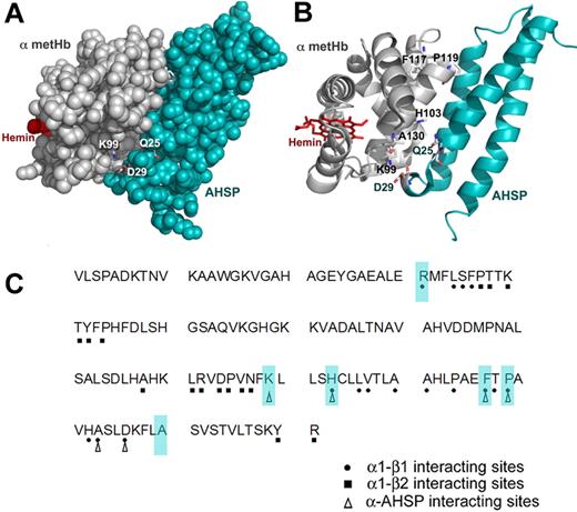 Figure 1. The α globin-AHSP and α1β1 interfaces. The structure was taken from Feng et al9 (PDB 1z8u), and the drawings were made in PyMol. (A) Space-filling model of the α globin-AHSP interaction with α globin depicted in silver and AHSP in teal. The key α globin residues K99, AHSP D29, and AHSP Q25 are shown as sticks with Corey-Pauling-Koltun (CPK) coloring. (B) Ribbon drawing of the α globin-AHSP interface. The amino acids that were mutated are depicted as sticks with CPK coloring. R31 is not shown because it is on the contralateral faces of the diagrams in panels A and B. The α globin residues under investigation here, except R31 and A130, all contact AHSP. (C) The primary amino acid sequence of human α globin. The triangles show predicted AHSP-binding sites. The circles show residues that come into close contact with β globin at the α1β1 interface. The squares show β globin contact sites at the α1β2 interface. Amino acids examined by mutational analysis in this study are shaded.