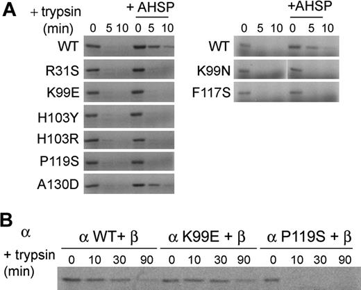 Figure 4. Limited proteolysis to examine the effects of AHSP and β globin on folding of nascent α globin. (A) 35S-radiolabeled α globins were synthesized by TNT with or without recombinant AHSP (4 μg/mL) and then treated with 10 μg/mL trypsin for the indicated times. Digestion was stopped by addition of SDS-PAGE loading dye. The extent of proteolysis was determined by SDS-PAGE electrophoresis followed by autoradiography. (B) 35S-radiolabeled α globin was synthesized by TNT with 40 ng/mL β globin (2.5 nM) present and then treated with 15 μg/mL trypsin for the indicated times and processed as described in panel A. CN-heme was not added to the TNT reactions in these experiments.