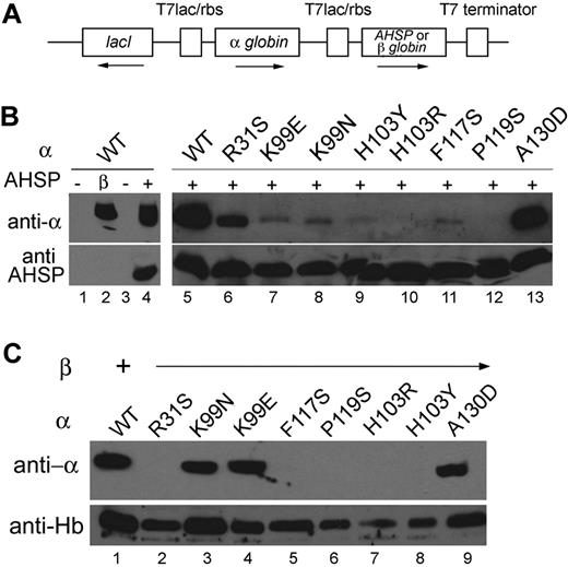 Figure 5. Stabilization of mutant α globins by AHSP or β globin in E coli. (A) The pETDuet-1 vector was used to coexpress α globin and AHSP or β globin from a single plasmid in E coli. This vector contains 2 multiple cloning sites, each of which is preceded by an IPTG-inducible T7 promoter/lac operator and a ribosome-binding site (rbs), followed by a single T7 terminator. The plasmids were transformed into E coli, and IPTG was used to induce protein expression. The cells were lysed, cytosolic fractions were separated by SDS-PAGE, and protein expression was measured by Western blotting with the appropriate antibodies. (B) Western blots showing coexpression of AHSP and various α globin mutant proteins in E coli. (C) Western blots showing coexpression of WT β globin and various α globin mutant proteins in E coli. Expressed β globin was detected using an antibody against HbA.