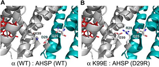 Figure 6. Structures of WT and mutant α globin-AHSP interfaces. The structure of the complex was adapted from Feng et al9 (PDB 1z8u), and the drawings were made in PyMol. (A) Close-up ribbon diagram of the WT α globin-AHSP interface (α globin in silver and AHSP in teal; α K99 and AHSP Q25 and D29 side chains are depicted as CPK-colored sticks). The electrostatic interactions between α globin K99 and AHSP D29 stabilize the α globin-AHSP interface. The α K99E mutant disrupts these favorable electrostatic interactions. (B) Close-up ribbon diagram of a theoretical model of the same interface but with α K99E and AHSP D29R mutations. As is suggested by data in this work, favorable electrostatic interactions between the negatively charged α globin E99 side chain and the positively charged AHSP revertant R29 can restore heterodimerization.