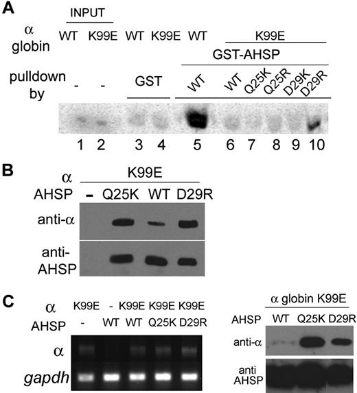 Figure 7. Restoration of AHSP binding stabilizes α globin K99E. (A) GST pull-down assay. Radiolabeled WT or K99E α globins were incubated with Sepharose beads linked to GST-WT AHSP or GST-AHSP altered specificity mutants, and AHSP-bound α globin was visualized as described in Figure 2. (B) Bicistronic vectors encoding α globin K99E and the indicated forms of AHSP were introduced into E coli, and Western blotting was used to examine protein expression, as described in Figure 5. (C) Human α globin K99E and various forms of AHSP were stably expressed in MEL cells. (Left panel) Agarose gel electrophoresis of reverse transcribed PCR products generated using specific primers for human α globin and mouse Gapdh. Note that human α globin cDNA expression is roughly equivalent in all MEL lines, except for the negative control in lane 2. (Right panel) Western blot analysis of cytosolic extracts from MEL cells expressing α globin K99E and various AHSP mutants. Note that expression of K99E α globin protein is specifically enhanced by coexpression of altered specificity AHSP mutants Q25K and D29R.