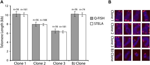 Figure 1. Comparison between STELA and Q-FISH. (A) Telomere lengths were determined in 4 cloned fibroblast lines by STELA and Q-FISH. The graph shows mean telomere length (± SEM) for both techniques. (B) Representative Q-FISH images of the allosomes in each clone analyzed. The X chromosome was identified with the addition of an X-specific centromeric PNA probe,34 whereas the Y chromosome (BJ clone only) was identified by G-banding patterns.