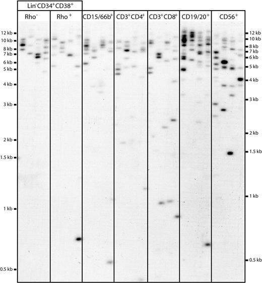 Figure 2. Representative STELA blot. DNA extracted from sorted subpopulations of cells was taken through STELA PCR to amplify XpYp telomeres. An estimated concentration of 50 amplifiable molecules was added to each master mix, and aliquoted into 5 separate PCR tubes to ensure clear identification of resolved products. Amplicons were resolved on 0.7% agarose, Southern blotted, and detected with an XpYp-specific probe. Each amplicon represents the product from a single telomere end from a single cell, allowing telomere measurements of highly limiting cell populations. Amplicons were binned into size windows to determine mean telomere lengths, and products falling outside 1.4826 MAD from the median were counted and classified as ultrashort “outlier” telomeres.