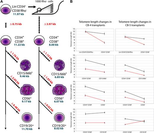 Figure 5. Telomere length changes in donor cells after transplantation of purified human CB cells into immune-deficient mice. (A) Schematic for transplantation, sorting, and STELA analysis is shown on the left panel. Lin−CD34+CD38−Rho− cells were transplanted into mice, and differentiated cell types were sorted 6 weeks after transplantation. STELA analysis was then performed and telomere lengths were compared. Differences in telomere lengths between differentiated and progenitor cell types in CB-4 are shown as kilobases, in red, whereas telomere lengths (excluding outliers) are shown in blue. The number of cell divisions between differentiated and progenitor cells are represented by arrowheads, each representing 2.5 cell divisions (assuming ∼ 100 bp loss per cell division). (B) Graphs showing the difference between telomere lengths from progenitor to daughter cells before and after transplantation in CB-4 and CB-5. Note the large decrease in telomere length from the Lin−CD34+CD38−Rho− to the CD34+CD38− populations in both transplants with respect to pretransplantation telomere loss.