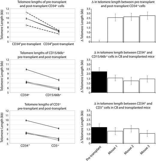 Figure 6. Results from a single CB transplanted into 3 mice. Top graph shows the comparison between 3 mice that each received a transplant of 3% of whole CB-6 (gray lines), and the 2 separate CB transplantation experiments (CB-4 and CB-5; dashed lines). Although the independent transplantation experiments yield differing degrees of telomere loss after transplantation, the mice that received a transplant within the same experiment with the same CB show indistinguishable telomere loss. Subsequent graphs compare the telomere length of primitive CD34+ cells with terminally differentiated CD15/66b+ or CD3+ cells before and after transplantation (black and gray lines, respectively), and show similar changes in telomere length in the 3 mice that received a transplant of the same CB. Right panel shows the degree of telomere loss between pretransplantation and posttransplantation CD34+ cells (top bar chart), and the degree of telomere loss between CD34+ and differentiated cells in untransplanted CB, and the 3 mice that underwent transplantation (subsequent bar charts).