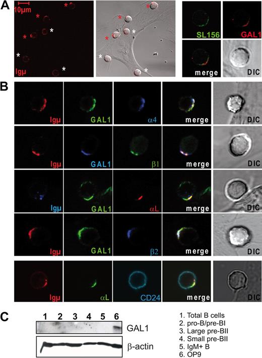 Figure 1. The pre-BCR, GAL1, and pre-B-cell integrins relocalize in the synapse formed between normal large pre-BII cells and stromal cells. (A) Normal murine BM pre-BII cells (B220+CD19+CD117−Igκ/λ− large forward scatter) were cocultured on OP9 stromal cells and fixed before staining. (Left) Representative view of cocultures stained with an anti-IgM Ab. Red and white stars indicate cells with relocalized and nonrelocalized pre-BCR, respectively. (Right) Cocultures were stained with the SL156 anti–pre-BCR Ab (green) and anti-GAL1 AS (red). (B) Costaining of cocultures using antibodies specific for GAL1, IgM, and CD24 and α4, β1, αL, and β2 integrins (63×/1.4 NA oil objective). (C) Western blot analysis of GAL1 expression by the BM B-cell subpopulations revealed by anti-GAL1 AS and anti–β-actin mAb.