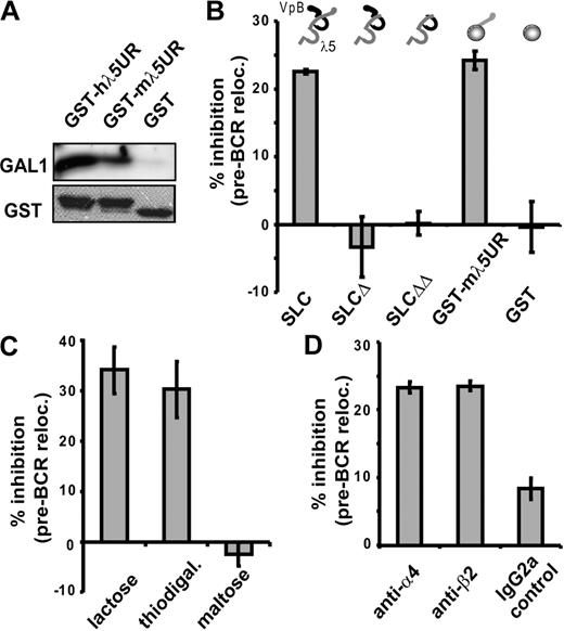 Figure 2. Relocalization of the pre-BCR at the pre-B/stromal cell synapse depends on pre-BCR/GAL1/integrin interactions. (A) GST-hλ5UR, GST-mλ5UR, and GST proteins were preincubated with sepharose glutathione beads before incubation with recombinant hGAL1. Coprecipitated proteins were revealed by Western blot using anti-GAL1 AS or anti-GST mAbs. (B-D) Large pre-BII/OP9 cocultures were performed without or with the following: 40 μg/mL mSLC, mSLCΔ, or mSLCΔΔ; 100 μg/mL GST-mλ5UR or control GST (B); 0.2 M of the indicated carbohydrate (C); 20 μg/mL anti-α4 and -β2 blocking Abs or an isotype control (D). The percentage of cells with a relocalized pre-BCR was determined by confocal microscopy after anti-IgM staining. For each condition, 121 to 487 cells were examined. The histograms represent the percentage of inhibition of pre-BCR relocalization compared with controls (at least 3 independent experiments). The recombinant proteins used in panel B are schematically represented above the histogram. Errors bars represent SD.