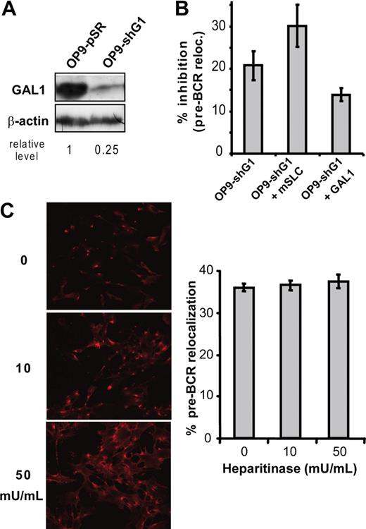 Figure 3. Galectin-1, but not heparan sulfates, is required for pre-BCR clustering. (A) The level of GAL1 expression in OP9-shG1 cells was evaluated by Western blotting in comparison with OP9-pSR control cells. Relative GAL1 expression level was normalized by comparison with β-actin. (B) Large pre-BII cells were cocultured with OP9-pSR or OP9-shG1 cells. The percentage of cells with a relocalized pre-BCR was determined by confocal microscopy after anti-IgM staining (at least 3 independent experiments). Data are expressed as percentage of inhibition of pre-BCR relocalization, compared with the OP9-pSR control. (C) OP9 stromal cells were preincubated with increasing amount of heparitinase before cocultures with B62c cells; (left) cellular staining with the anti–neo-hep mAb; (right) percentage of cells with a relocalized pre-BCR. Data are representative of 3 independent experiments. Cells (144 to 543) were examined for pre-BCR relocalization in each condition. Errors bars represent SD.