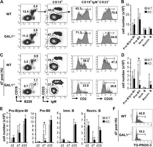 Figure 6. De novo pre-BII-cell differentiation is impaired in GAL1−/− mice. (A) BM B-cell differentiation from WT (n = 6) and GAL1-deficient mice (n = 4) was analyzed by FACS using antibodies specific for CD19, B220, IgM, CD23, CD25, and CD2. The gating strategy is shown in the figure and the B-cell subsets were defined as follows: pro-B/pre-BI, CD19+IgM−CD23−CD2−CD25−; pre-BII, CD19+IgM−CD23−CD2+CD25+; immature B, CD19+IgM+CD23−; recirculating B, CD19+IgM+CD23+. (B) Absolute cell numbers of the BM B-cell subsets. (C) BM B-cell differentiation from HU-treated WT and GAL1-deficient mice was analyzed 7 days after injection as described in panel A. (D) Absolute cell numbers of the BM B-cell subsets, 7 days after HU treatment. (E) Kinetics of recovery of the BM B-cell subsets at different time points following HU treatment (n = 4 for each condition). (F) Cell-cycle analysis was performed for HU-treated mice 7 days after injection, using TO-PRO-3. The DNA content of pre-BII cells and the percentage of cells in S/G2/M are shown in the histograms. In the different panels, WT mice are shown in gray and GAL1−/−, in black. Error bars represent SD. P values were determined using the Mann-Whitney unpaired test with a risk of 5% (*P = .022).