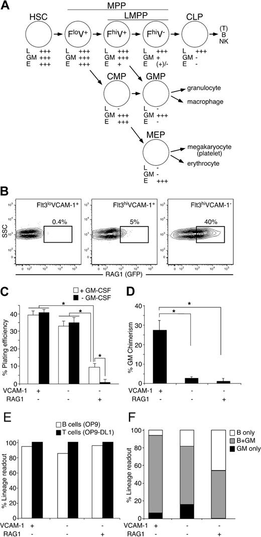 Figure 1. The discrepancy between the in vitro and in vivo myeloid differentiation potential of VCAM-1−RAG1− MPPs. (A) Hierarchical relationship of hematopoietic progenitors. The MPP population is subdivided into 3 fractions based on Flt3 (F) and VCAM-1 (V) expression.4 Lymphoid (L), GM, and MegE (E) potential of each population is also indicated. This scheme is based on the conceptual in vivo contribution of the populations to the various hematopoietic lineages; other models have been proposed as well.41 CMP, common myeloid progenitor; GMP, granulocyte/macrophage progenitor; MEP, megakaryocyte/erythroid progenitor. (B) Analysis of RAG1 (GFP) expression in Flt3lowVCAM-1+, Flt3highVCAM-1+, and Flt3highVCAM-1− MPPs4 in RAG1-GFP KI mice by FACS. FACS plots shown are pregated on parameters defining each MPP subset, as previously described.4 (C) In vitro GM differentiation potential of VCAM-1+RAG1−, VCAM-1−RAG1−, and VCAM-1−RAG1+ MPPs in methylcellulose culture in the presence of SCF, IL-3, IL-6, and with (□) or without (■) GM-CSF. (D) In vivo differentiation potential of VCAM-1+RAG1−, VCAM-1−RAG1−, and VCAM-1−RAG1+ MPPs into GM cells. (E) The frequency of MPPs in each subset giving rise to B (B220+CD19+) and T (Thy-1+CD25+) cells in OP9 or OP9-DL1 cocultures. (F) Clonal analysis of GM (Mac-1+) and B-cell (B220+CD19+) differentiation potential.2 *P < .05 (statistical significance) by Student t test.