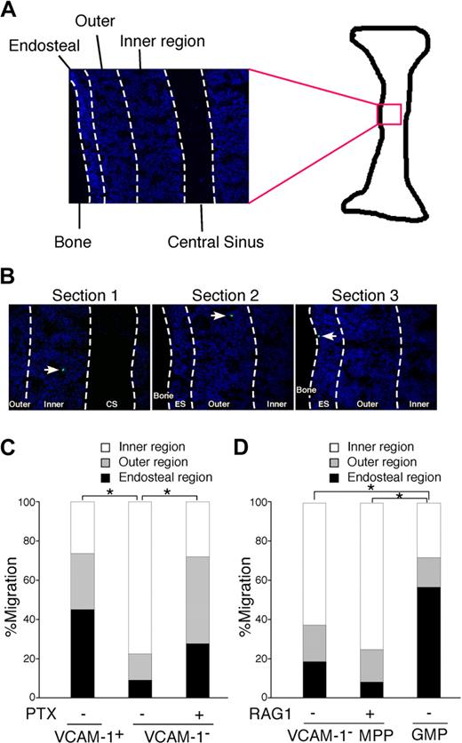 Figure 4. Localization of MPP subsets in structurally distinct regions of bone marrow. (A) Spatial designation of bone marrow in femurs. Endosteal region is determined, as previously described.30 The central marrow region30 between the endosteum and central sinus is further divided into 2 regions, as shown in this figure. The borders of each region are indicated with white dotted lines. The section was stained with DAPI (blue). Original magnification of the image is ×20. (B) Three different localization patterns of injected MPPs to the inner region (section 1), outer region (section 2), and endosteal region (section 3). Arrows indicate the injected GFP+ cells (green). (C) Localization of VCAM-1+ and VCAM-1− MPPs to the distinct regions in bone marrow. At least 30 cells from each population were counted. Representative results from 3 independent experiments were shown. *P < .05 (statistical significance) in the distribution of injected cells to the 3 regions by χ2 test. (D) VCAM-1− MPPs and GMPs localize to distinct regions in the bone marrow after intravenous injections into nonirradiated wild-type mice. Localization of injected cells was examined, as in panel C. One result from 2 replicate experiments was shown. *P < .05 (statistical significance) by χ2 test.