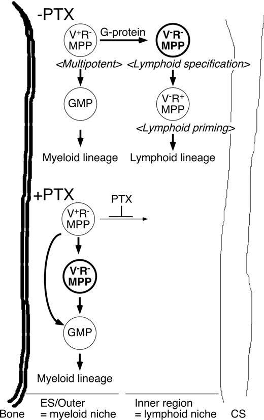 Figure 5. A proposed model of the regulation of lymphoid and myeloid lineage choice by MPPs. Schematic representation of GPCR-dependent regulation of lymphoid lineage specification at the VCAM-1−RAG1− MPP population based on the results in this study. We propose that relocation of VCAM-1−RAG1− MPPs marks the onset of lymphoid specification, and is necessary for proper lymphocyte development before the lymphoid lineage commitment stage.