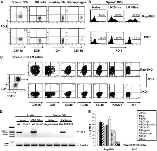 Figure 2. Expression of PD-1 on activated spleen DC. (A) Rag-1KO and Rag-1 PD-1 DKO mice were infected with 105 LM by intravenous injection. Spleens were harvested 16 hours after infection. CD11c+ cells were purified using CD11c MACS beads and staining with MHC II (I-Ab), NK (DX5), PD-1, and DC (CD11c) markers. A total of 14.8% of CD11c+I-Ab+DX5− DCs from Rag-1KO mice were PD-1+, whereas NK cells (CD11b+I-Ab− DX5+), neutrophils (I-Ab− Gr-1+ CD11b+), and peritoneal macrophages (I-Ab+CD11b+) from Rag-1KO mice stained negative for PD-1. (B) Splenic CD11c+ cells were purified using CD11c MACS beads from Rag-1KO and DKO mice, incubated in vitro for 48 hours with 5 × 104 LM/mL, and stained for PD-1 expression. (C) Same procedure as in panel B. Conventional sDCs were further gated as CD11chighI-Ab high population and stained for PD-1 and various other surface markers as indicated. (D) Semiquantitative RT-PCR analysis of PD-1 transcripts was performed with mRNA extracted from naive and anti-CD3–activated T cells from B6 WT and PD-1KO mice, followed by native and LM-activated splenic CD11c+ cells from B6 Rag-1KO and B6 DKO mice. RT-PCR specific for mouse β-actin was used as the loading control. (E) Splenic CD11c+ cells were purified using CD11c MACS beads from Rag-1KO and DKO mice, incubated in vitro for 48 hours with different TLR ligands and cytokines. Expression of PD-1 was measured as mean fluorescence intensity (MFI).