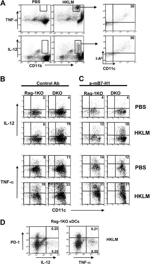 Figure 3. PD-1 negatively regulates DC IL-12 and TNF-α production. (A) Total splenocytes from Rag-1KO or DKO mice were incubated with PBS control or 106 CFU/mL HKLM for 4 hours in the presence of Golgi blocker brefeldin A. Intracellular staining of TNF-α and IL-12p70 revealed that CD11b+ myeloid cells were the main producer of both cytokines on LM stimulation. Cytokine-producing cells were further gated and stained with MHC II (I-Ab) and CD11c markers. (B) Rag-1KO or DKO mice were intravenously infected with 105 CFU LM. At 24 hours later, splenocytes were purified and restimulated with PBS or HKLM in the presence of brefeldin A for 4 hours. DCs were purified using CD11c MACS beads. I-Ab+CD11c+ gated DC population was stained for intracellular IL-12p70 and TNF-α. (C) Same condition as in panel B: anti-B7-H1 mAb 10B5 was added during in vitro restimulation. (D) Same condition as in panel B: CD11c+ gated Rag-1KO sDCs population was costained for cell-surface PD-1 and intracellular IL-12p70 and TNF-α. Percentage of quadrants was marked on the plots.