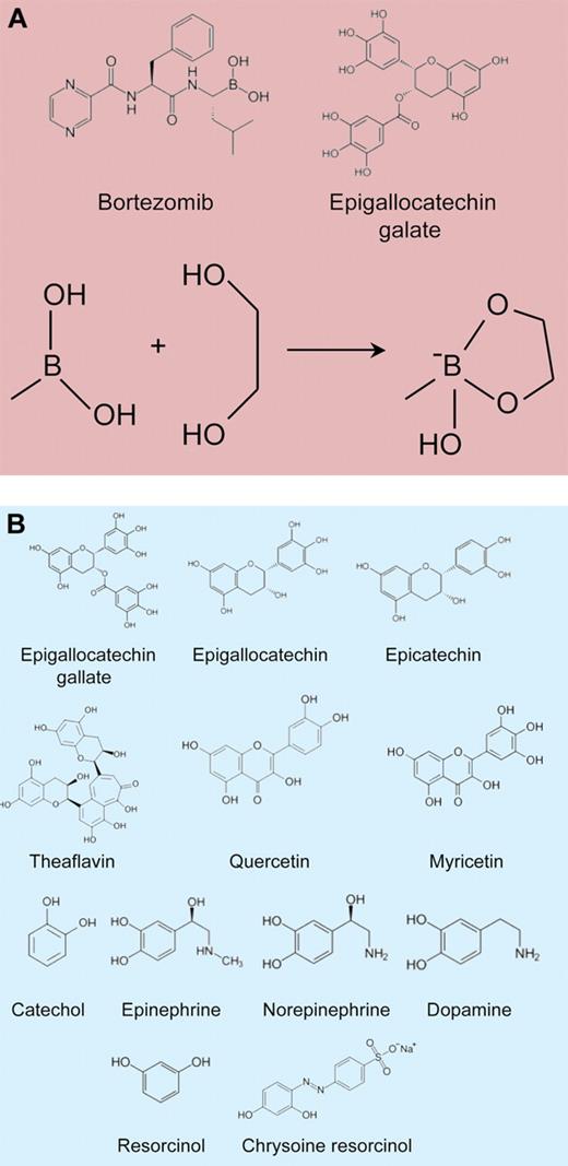 Flavonoids that may interact with bortezomib. (A) The structures of bortezomib and epigallocatechin galate are shown, as is the reaction by which a boronic acid and a 1,2-diol group can form a cyclic boronate. (B) The structures of epigallocatechin galate, epigallocatechin, epicatechin, theaflavin, quercetin, myricetin, catechol, epinephrine, norepinephrine, dopamine, resorcinol, and chrysoine resorcinol are shown.