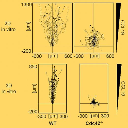 Single cell trajectories of wild-type (WT) and Cdc42-deficient DCs migrating along a CCL19 gradient in 2-dimensional (top panel) and 3-dimensional (bottom panel) settings. Despite reduced directionality, Cdc42-deficient DCs were still able to migrate with residual efficiency on 2-dimensional surfaces. In contrast, lack of Cdc42 dramatically reduced cell displacement in 3-dimensional environments due to irreversible cell entangling. See the complete figure in the article beginning on page 5703.
