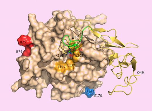 Surface representation of APC15 showing the back of the catalytic domain (wheat) connected to the EGF domains and the activation peptide (yellow ribbon). The A chain of thrombin9-comprising residues E1c through E8 (green ribbon) is superimposed for comparison. K146 (stick) occupies a position analogous to that of R4 (stick) in thrombin. Residue E149, not resolved in the crystal structure, could engage K146 in an ion-pair interaction as E8 (stick) does with R4 in thrombin. Disruption of the ion-pair with the E149A mutation could expose a hydrophobic patch (orange) for recognition of macromolecular ligands. Residues R74, R75, E167, and E170 (chymotrypsinogen numbering) face the front of the molecule and are only partially visible in this orientation. R74 and R75 are part of the factor Va epitope.6 E167 and E170 are involved in PAR1 recognition.7