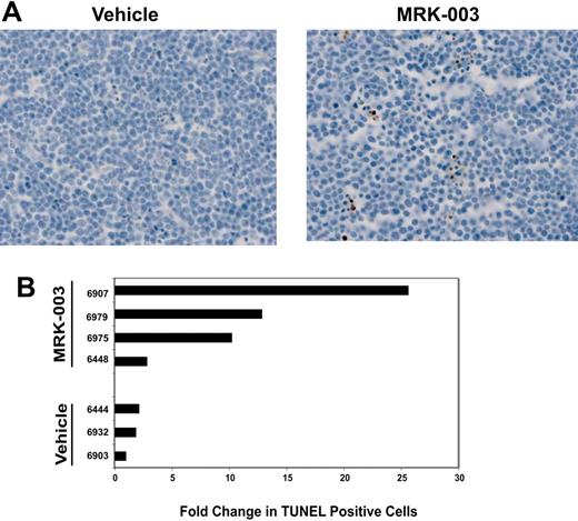 Figure 2. GSI treatment induces apoptosis of leukemic cells in vivo.(A) Leukemic mice were treated with a 150-mg/kg dose of MRK-003 or with vehicle for 3 days. Tumor sections were fixed in 10% buffered formalin and number of apoptotic cells was quantified using TUNEL assay (ApoTag Plus peroxidase from Chemicon, Temecula, CA). (B) Bar graph representing the fold change in TUNEL-positive cells compared with vehicle. Ten independent fields/section were counted to obtain the representative value.