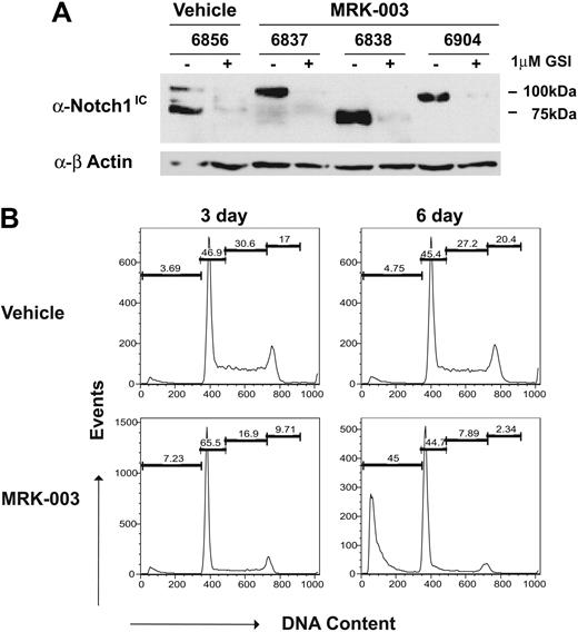 Figure 3. GSI-treated tumors do not appear to develop GSI resistance. Thymomas from MRK-003– or vehicle-treated mice were harvested from the animals and converted to in vitro culture. (A) Leukemic cell lines from vehicle- and GSI-treated mice express high levels of intracellular Notch1 and remain GSI responsive. Leukemic cell lines were treated for 48 hours with 1 μM MRK-003 or DMSO carrier. Cell lysates were examined for intracellular Notch1 levels by immunoblotting with an anti-Notch1IC Val1744 (no. 2421; Cell Signaling Technology) and anti–β-actin antibodies. (B) Leukemic growth remains Notch1 dependent. Leukemic cell lines, generated from vehicle- and GSI-treated mice, were treated with vehicle or 1 μM MRK-003 for 3 and 6 days. Cells were then assayed for DNA content by staining with propidium iodide followed by flow cytometry. The figure is a representative experiment using cell line 6838.