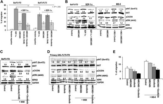 Figure 4. AMD3465 inhibits SDF-1α– or stroma-induced migration and suppresses prosurvival signaling pathways in FLT3-mutated cells. (A) Migration of either Ba/F3-ITD or Ba/F3-FLT3 cells in response to 4 hours SDF-1α was examined as described in “Chemotaxis studies” in the presence or absence of 1 μM AMD3465 and/or 10 nM sorafenib. (B) The effects of AMD3465 on the SDF-1α–induced or MS-5–induced up-regulation of pAKT, pERK, and pCXCR4 were analyzed by Western blot analysis in Ba/F3-ITD cells. (C) The combined effects of sorafenib and AMD3465 on AKT, ERK, and CXCR4 phosphorylation were examined in Ba/F3-ITD cells in the presence of MS-5 cells. (D) Primary AML cells with FLT3-ITD mutation grown alone or cocultured with MS-5 cells were exposed to the indicated concentration of AMD3465 alone, 1 μM sorafenib alone, or AMD3465 combined with sorafenib. Phosphorylation of AKT, ERK, and CXCR4 was analyzed by immunoblotting after 24 hours of treatment, and (E) the inhibitory effects of AMD3465 with or without sorafenib on cell migration was measured after 4 hours. The intensity of the phosphorylation bands was quantified by densitometry and displayed as ratios of phosphoproteins either to total proteins or to the loading control GAPDH.