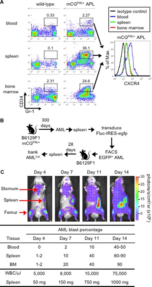 Figure 1. Murine APL model. (A) Immunophenotype of APL cells. Peripheral blood, splenocytes, and bone marrow cells from a healthy wild-type B6129F1 mouse and a leukemic murine cathepsin G-PML-RARα knock-in (mCGPR/+) B6129F1 mouse with APL were stained for the myeloid surface antigen Gr-1 and the early hematopoietic progenitor marker CD34. The level of CXCR4 expression on Gr-1+/CD34+ in mCGPR/+ APL cells is shown in the histogram along with the isotype control (black line). The indicated gates were used to determine the percentage of cells positive for Gr-1 and CD34. (B) Generation of luciferase-labeled acute myeloid leukemia (APLluc) cells. APL cells obtained from the spleen of a mCGPR/+ knock-in mouse were transduced with a bicistronic retroviral vector containing firefly luciferase upstream of EGFP (Fluc-IRES-egfp). Following transduction, EGFP+ APL cells were purified by fluorescence-activated cell sorting (FACS) and passaged in genetically compatible B6129FI recipients. These secondary recipients developed a rapidly fatal acute leukemia characterized by pronounced leukocytosis, anemia, thrombocytopenia, and massive hepatosplenomegaly with leukemic cell infiltration. APLluc cells obtained from the spleens of secondary recipients were frozen and banked 28 days after injection. (C) Kinetics of APLluc engraftment and expansion. Genetically compatible B6129F1 recipients were injected with 106 APLluc cells. Tumor trafficking and growth were assessed at various time intervals by bioluminescence imaging. Images of a representative mouse are shown. Photon flux is indicated in the color scale bar. WBC counts were determined by automated counting and the percentage of leukemic blasts in the blood, spleen, and bone marrow by flow cytometry.