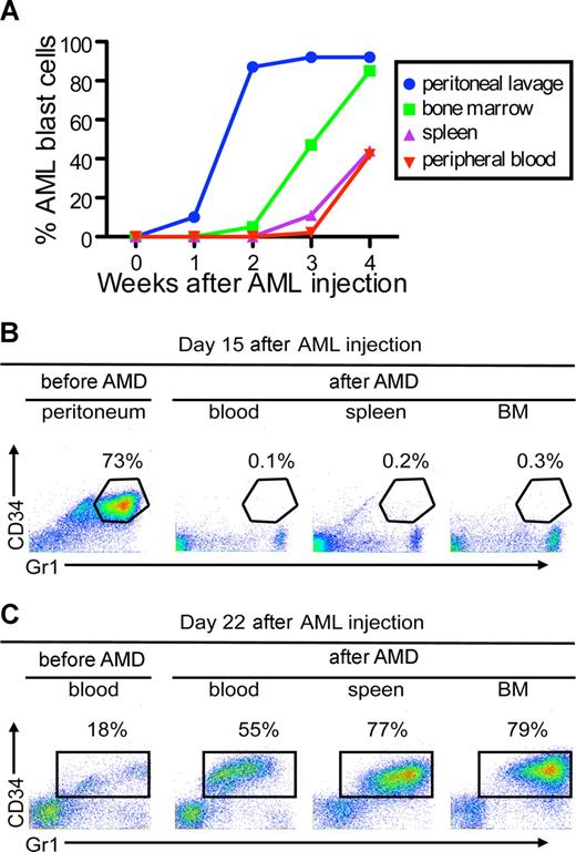 Figure 5. AMD3100 does not mobilize APL cells from the peritoneal cavity. (A) Kinetics of APL progression following intraperitoneal administration of APL cells. Syngeneic B6129F1 recipient mice (n = 10) were injected intraperitoneally with 106 APL cells and the percentage of Gr-1+CD34+ APL cells in the peritoneum, peripheral blood, spleen, and BM was determined weekly by flow cytometry. APL cells expanded into the peritoneal cavity during the first 2 weeks followed by engraftment in the BM and spleen during the third and fourth weeks. (B,C) Fifteen (B) or 22 (C) days after APL injection, leukemic mice were treated with a single subcutaneous dose of 5 mg/kg AMD3100 and killed 3 hours later. Baseline peritoneum and peripheral blood samples were collected immediately before (pre-AMD) administration of AMD3100. AMD3100-mobilized APL cells into the peripheral blood (B) during the fourth week, but not from the peritoneal cavity (A) during the second week.