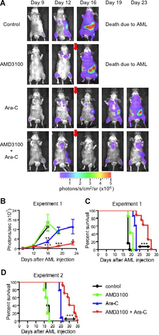 Figure 6. AMD3100 sensitization of APL to Ara-C. (A-C) Syngeneic B6129F1 recipient mice (n = 29) were intravenously injected with 106 APLluc cells. Twelve days after APL injection, mice were left untreated (control; n = 6) or treated with AMD3100 alone (n = 7), Ara-C alone (n = 8), or the combination of AMD3100 and Ara-C (n = 8). Mice treated with chemotherapy received a single subcutaneous injection of Ara-C (500 mg/kg) on days 12 and 13 after APL injection. Mice treated with AMD3100 received subcutaneous injections of AMD3100 (5 mg/kg) 1 hour before and 3 hours after each Ara-C injection. (A) In vivo bioluminescent imaging of APLluc cells. One representative animal for each group is shown over time. Photon flux is indicated in the color scale bar. Red arrow indicates initiation of treatment with AMD3100 and/or Ara-C. (B) Expansion of APLluc cells was quantified in emitted photons over total body area (ventral view). BLI signal intensity at days 15, 19, and 23 after APL injection was significantly reduced in mice receiving the combination of AMD3100 and Ara-C compared with mice receiving Ara-C alone. Each bar represents the mean ± SD of a single experiment with the number of mice in each group exactly as described earlier in the legend. (C) Kaplan-Meier plot of overall survival of mice. Overall survival of leukemic mice is significantly prolonged when mice are treated with the combination of AMD3100 and Ara-C (P < .001 between Ara-C versus Ara-C + AMD3100 cohorts). (D) Syngeneic B6129F1 recipient mice (n = 30) were intravenously injected with 106 nontransduced APL cells. Twelve days after APL injection, mice were left untreated (control; n = 5) or treated with AMD3100 alone (n = 5), Ara-C alone (n = 10), or the combination of AMD3100 and Ara-C (n = 10) exactly as described earlier in the legend. Overall survival of leukemic mice is significantly prolonged when mice are treated with the combination of AMD3100 and Ara-C (P < .001 between Ara-C vs Ara-C + AMD3100 cohorts). *P < .05; **P < .01; and ***P < .001.