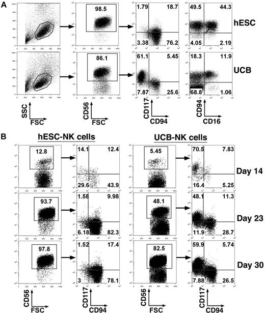 Figure 4. Development of homogeneously mature NK cells from hESCs. (A) Phenotypic analysis of hESC-NK cells compared with UCB-NK cells. hESC- and UCB-derived progenitors cultured in NK-cell conditions for 30 days were evaluated by flow cytometry for surface antigen expression. Two distinct populations, CD117+CD94− and CD117−/lowCD94+, are found in UCB-derived cells, whereas almost all hESC-derived cells are CD117−/lowCD94+. Additional analysis for CD94 and CD16 expression on the CD56+ cell population also demonstrates distinct differences between the hESC and UBC-NK cell populations. (B) Time-course analysis for expression of CD117 and CD94 on CD56+ NK cells. Cells were harvested after 14, 23, and 30 days in NK culture. FSC indicates forward scatter; and SSC, side scatter.