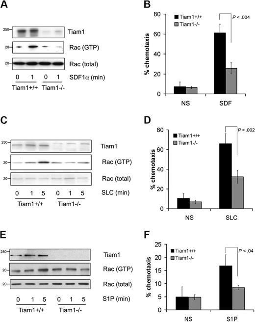 Figure 1. Tiam1 is required for chemokine- and S1P-induced Rac activation and chemotaxis. (A) Lymphocytes from WT and Tiam1−/− mice were either nonstimulated or stimulated with 250 ng/mL SDF1α for the indicated time period. Subsequently Rac activity was determined. (Top panel) Tiam1. (Bottom panels) GTP-bound Rac and total Rac. Sizes are indicated in kilodaltons. Representative results of 3 independent experiments are shown. (B) Chemotaxis of WT and Tiam1−/− T lymphocytes toward SDF1α (100 ng/mL) was measured in transwells. After 1 hour, cells present in the lower chamber were counted. Results are derived from 3 independent experiments and presented as the percentage of the input cells. Error bars indicate SD; p indicates P value. (C) Lymphocytes from WT and Tiam1−/− mice were either nonstimulated or stimulated with 250 ng/mL SLC for the indicated time period. Subsequently Rac activity was determined. (Top panel) Tiam1. (Bottom panels) GTP-bound Rac and total Rac. Sizes are indicated in kilodaltons. Representative results of 2 independent experiments are shown. (D) Chemotaxis of WT and Tiam1−/− T lymphocytes toward SLC (100 ng/mL) was measured in transwells. After 1 hour, cells present in the lower chamber were counted. Results are derived from 2 independent experiments and presented as the percentage of the input cells. Error bars indicate SD; p indicates P value. (E) Lymphocytes from WT and Tiam1−/− mice were either nonstimulated or stimulated with 150 nM S1P for the indicated time period. Subsequently Rac activity was determined. (Top panel) Tiam1. (Bottom panels) GTP-bound Rac and total Rac. Sizes are indicated in kilodaltons. Representative results of 3 independent experiments are shown. (F) Chemotaxis of WT and Tiam1−/− T lymphocytes toward S1P (15 nM) was measured in transwells. After 1 hour, cells present in the lower chamber were counted. Results are derived from 3 independent experiments and presented as the percentage of the input cells. Error bars indicate SD; p, P value.