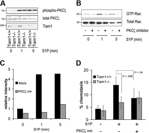 Figure 2. Tiam1 cooperates with PKCζ to regulate S1P-induced Rac activation and chemotaxis. (A) WT and Tiam1−/− T cells were either nonstimulated or stimulated with 150 nM S1P for the indicated time periods. Subsequently PKCζ phosphorylation status was determined. (Top panel) Phosphorylated PKCζ. (Middle panel) Total PKCζ. (Bottom panel) Tiam1. Sizes are indicated in kilodaltons. (B) WT T cells were either nontreated or treated with 2 μM PKCζ inhibitor for 1 hour and subsequently stimulated with 150 nM S1P for the indicated time periods. Subsequently, Rac activity status was determined. (Top panel) GTP-bound Rac. (Bottom panel) Total Rac. Sizes are indicated in kilodaltons. (C) Quantification of the Rac activation as shown in panel B. Rac activity value in nonstimulated WT T cells is set to 1. (D) Chemotaxis of WT and Tiam1−/− lymphocytes either treated or untreated with 2 μM PKCζ inhibitor was measured in response to 15 nM S1P after 1 hour. The results are presented as the percentage of the input cells and are based on 3 independent experiments. Error bars indicate SD; p, P value.