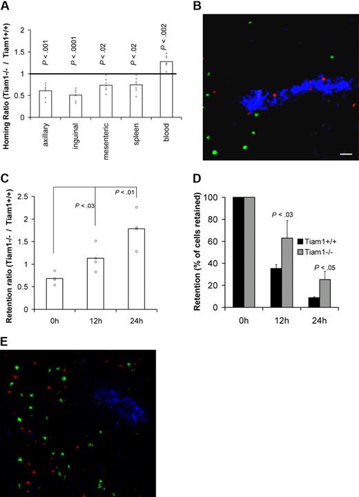 Figure 3. Tiam1 is required for homing and egress of T cells. (A) T-cell homing: CFDA-labeled WT and CMTMR-labeled Tiam1−/− naive T cells were mixed and injected intravenously in a WT mouse. Mice were killed 2 hours after transfer and the percentage of labeled cells in different organs was determined. Results are expressed as a homing ratio, corresponding to the ratio between number of Tiam1−/− and WT cells. Bars are means. All data points are depicted by a dot; P values between WT and Tiam1−/− T cells are depicted for every organ tested. (B) Representative cryosection of a pLN after a homing experiment performed in panel A. Adoptively transferred WT T cells appear in green and Tiam1−/− T cells, in red. HEVs (blue) are visualized using MECA-79 Ab. Scale bar represents 20 μm. (C-E) T-cell egress: mixed adoptively transferred CMFDA-labeled WT and CMTMR-labeled Tiam1−/− T cells were allowed to home to pLNs for 24 hours. Homing was then blocked by Mel-14 Ab injection. Mice were killed 0, 12, and 24 hours after blocking of homing. The relative number of adoptively transferred cells present in pLNs was calculated by FACS analysis. (C) Ratio between the number of Tiam1−/− and WT cells present in pLNs at different time points. Bars are means. All data points are depicted by a dot. Three independent experiments were performed; P values of 12- and 24-hour time points compared with 0 hours are depicted. (D) Kinetics of WT and Tiam1−/− cell numbers present in pLNs during the egress assay. Results are expressed as a percentage of the initial population present at time point 0. Three independent experiments were performed. Values indicate mean ± SD; P values: comparison of the relative decrease of WT and Tiam1−/− T-cell numbers at the same time point. (E) Representative cryosection of a pLN 24 hours after adoptive transfer of WT (green) and Tiam1−/− T cells (red). HEVs (blue) are visualized using MECA-79 Ab.
