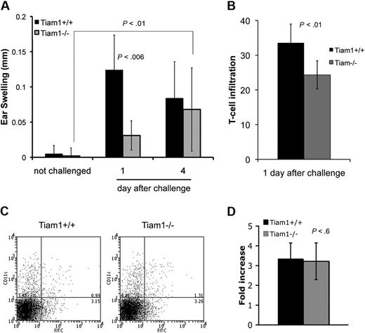 Figure 4. Tiam1 functions during contact hypersensitivity. (A) WT and Tiam1−/− mice were sensitized with 0.5% FITC solution. After 6 days, 10 μL 0.5% FITC solution or control solution was applied to both ears and the thickness of each ear was measured on days 1 and 4 after challenge. Values are means ± SD (n = 10); p indicates P value. (B) Infiltrating T cells in ears of WT and Tiam1−/− mice 1 day after FITC challenge. T-cell infiltrates are presented as the number of CD3+ T cells per unit surface area in the FITC-challenged ear. Values are means ± SD (n = 6). (C,D) WT and Tiam1−/− mice were sensitized with 0.5% FITC solution. On day 3, draining LNs were isolated and single cell suspensions were stained for CD11c and counted. (C) Representative FACS analysis showing Cd11c/FITC double-positive cells in draining LNs. (D) Increased LN cell number after hapten sensitization. Results are expressed as fold increase (LN cell number of sensitized mouse/LN cell number of control mouse). Values are means ± SD (n = 4).